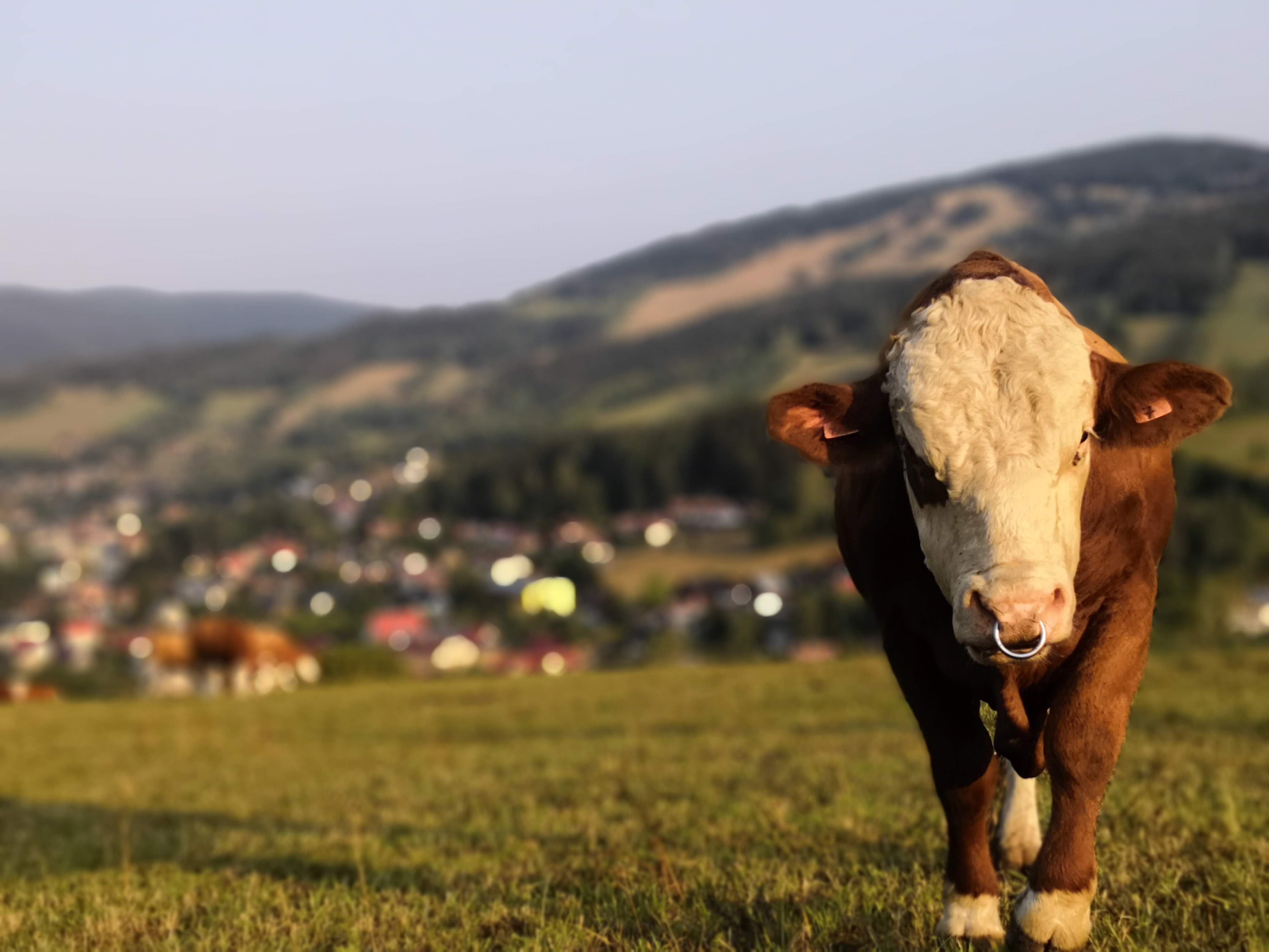 Ilustrační obrázek ke článku