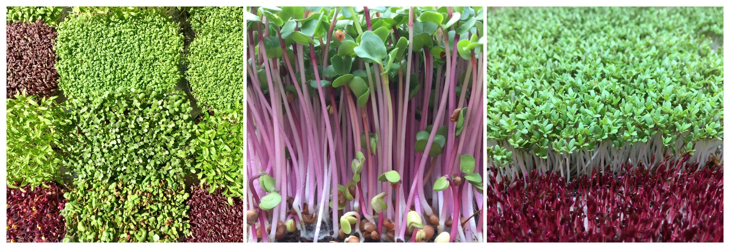 Microgreens lokálka čtverec