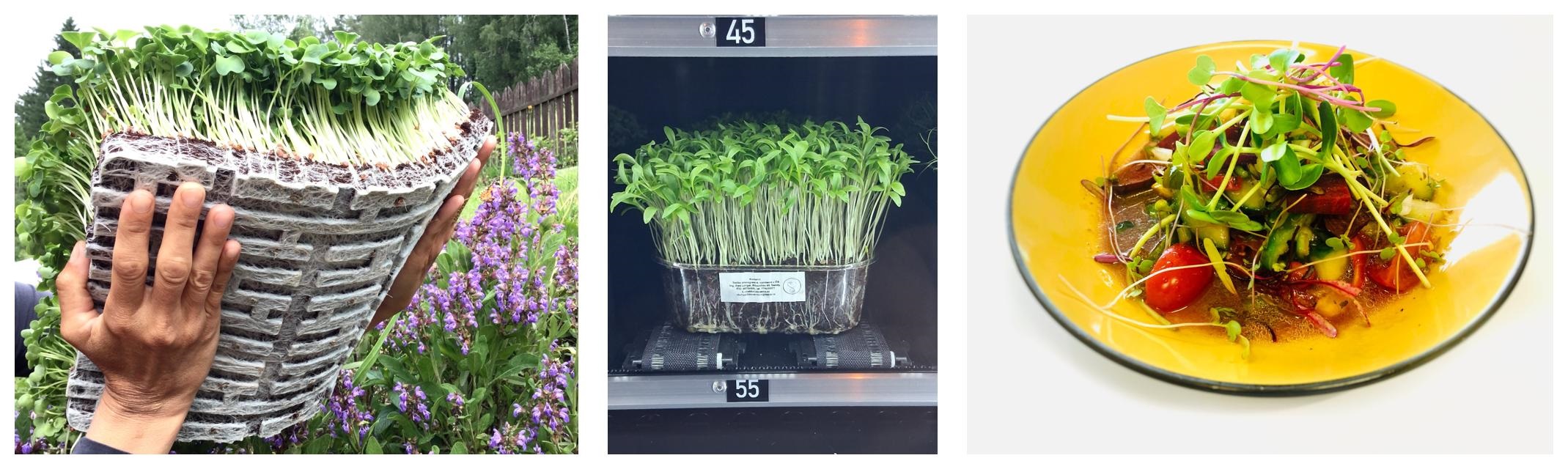 Microgreens lokálka talir